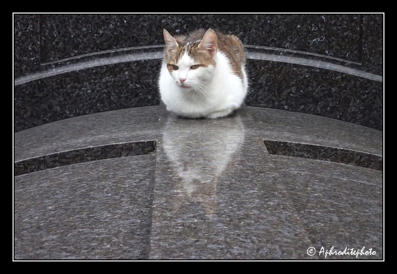 Chat 1